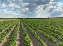 Precisielandbouw: zo helpt het bij het behalen van jouw bedrijfsdoelen