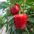 Paprika (biologisch)