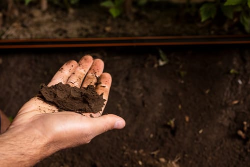 Streamline on shooting berries, cd guzman, jaslico, México.oting berries