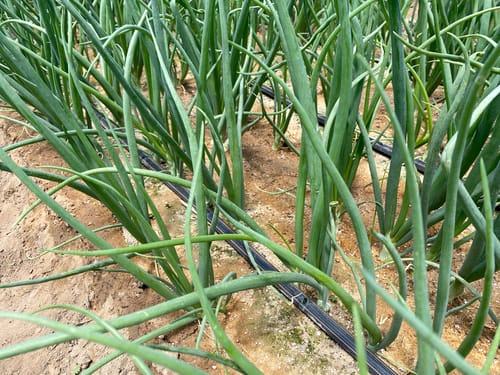 Onion_Field_Brazil 23