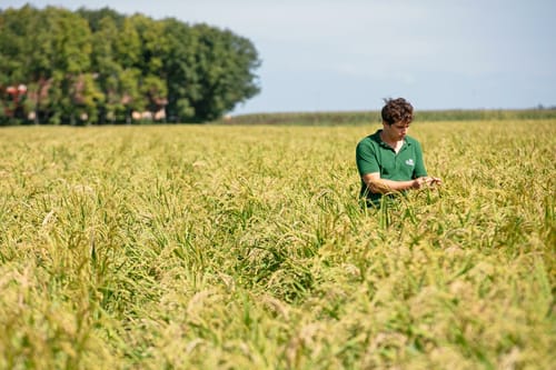 La Fagiana Italy rice farm  109
