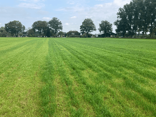 grasland na maai.PNG