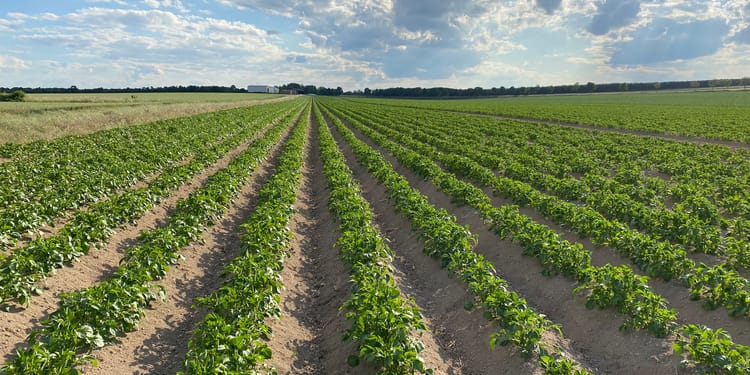 Precisielandbouw: zo helpt het bij het behalen van jouw bedrijfsdoelen