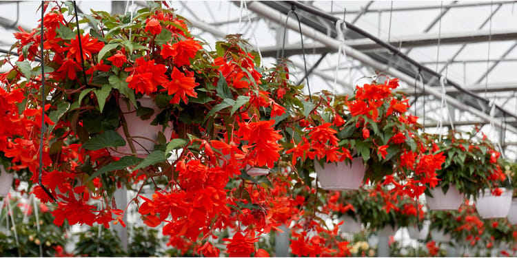 Slimme irrigatie voor sterke potplanten