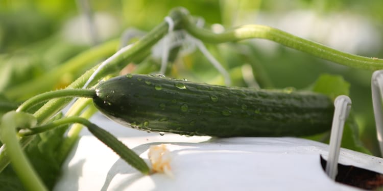 Producten & diensten