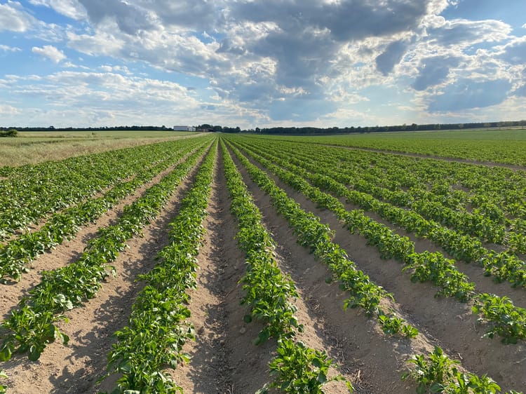 Precisielandbouw: zo helpt het bij het behalen van jouw bedrijfsdoelen