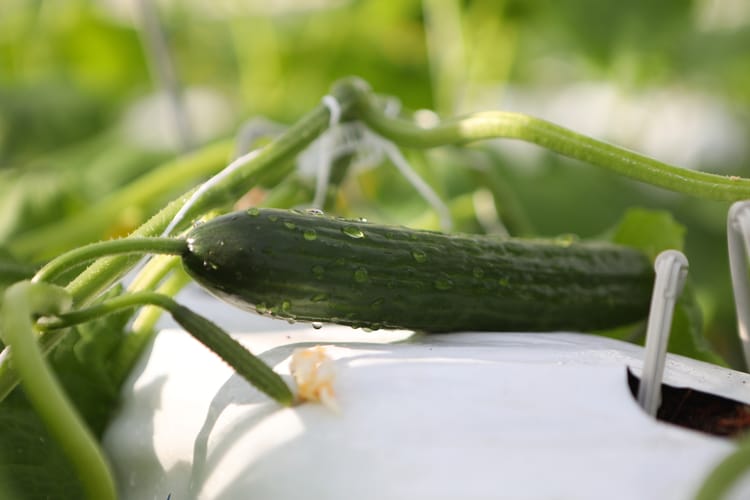 Producten & diensten