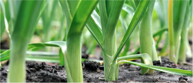 Gelijkmatige groei en optimale voedingsopname met precisie-irrigatie