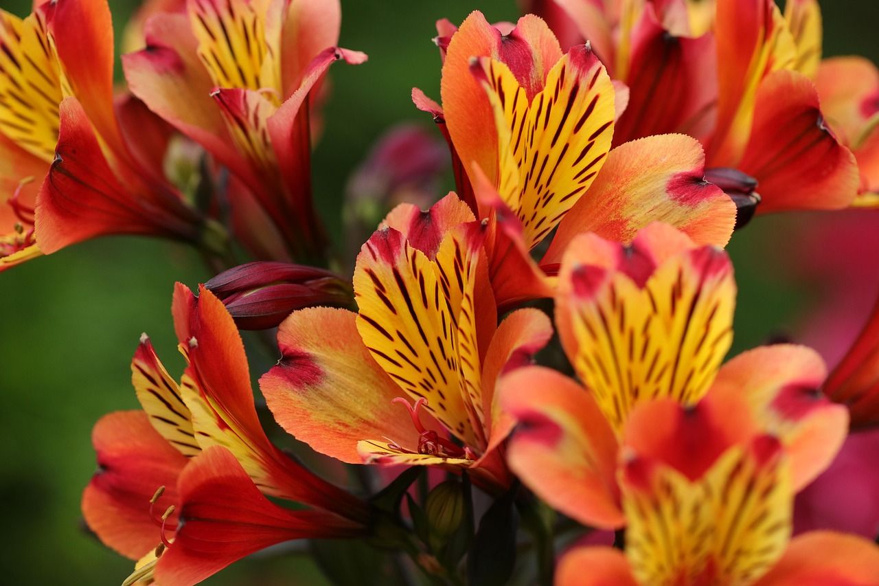  Alstroemeria (snij)