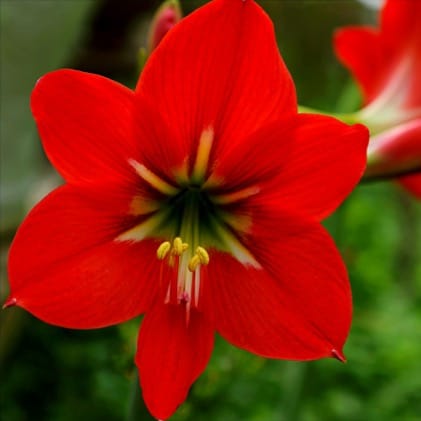 Amaryllis (snij)