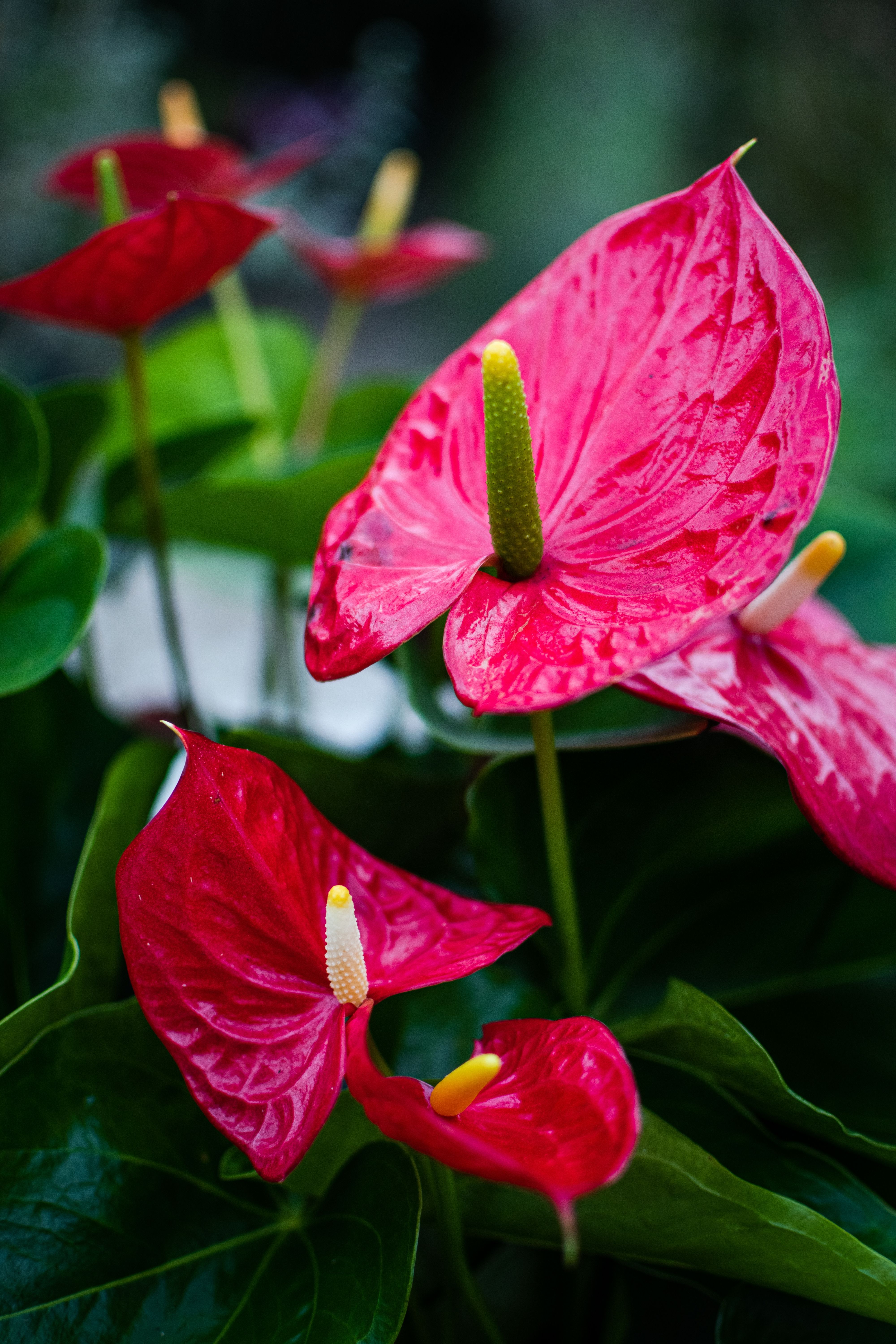 Anthurium (snij)
