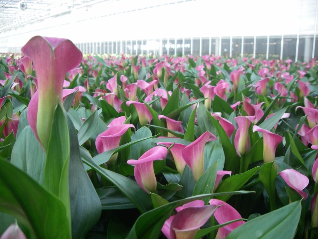 Zantedeschia (pot)