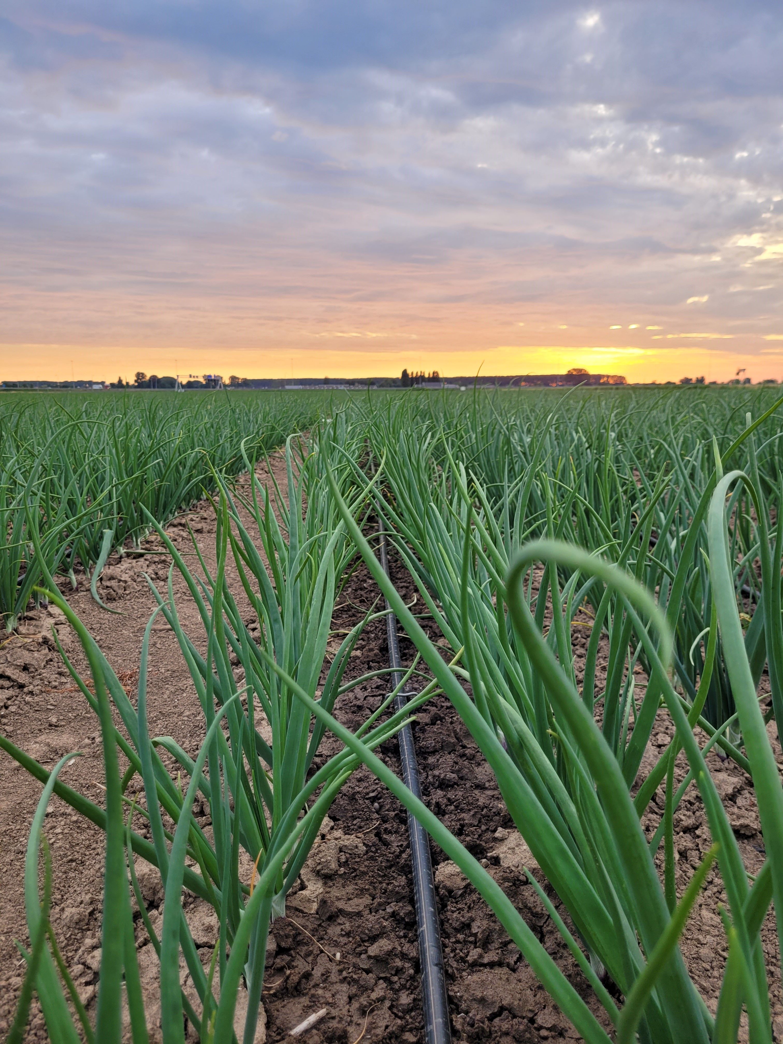 De voordelen van druppelirrigatie