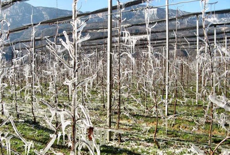 Nachtvorstberegening - Vorstschade.jpg