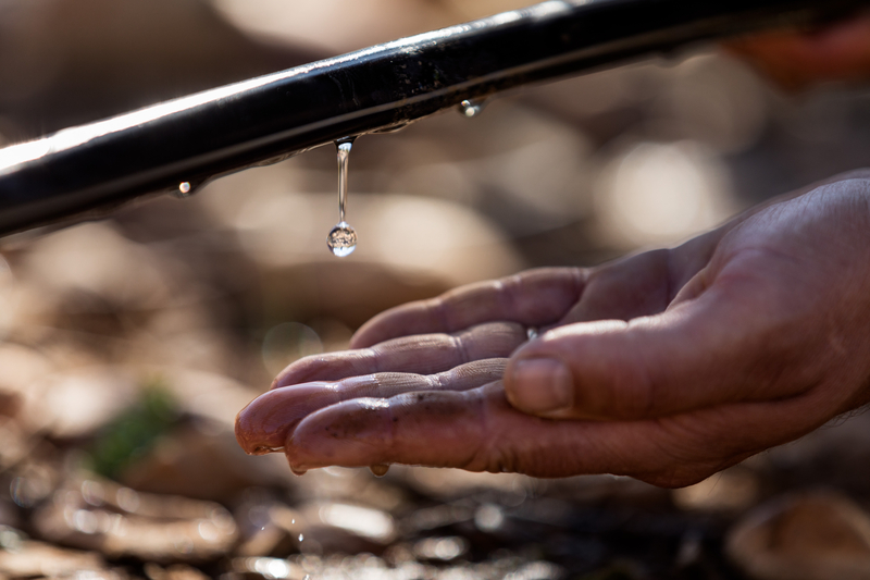 Web - Small-Peaches 21.jpg